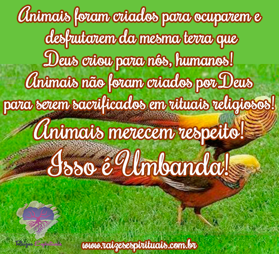 Animais merecem respeito