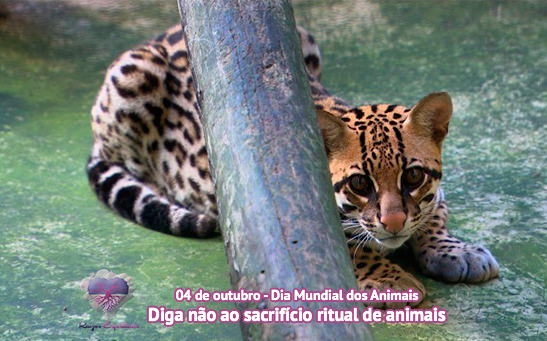 Dia Mundial dos Animais