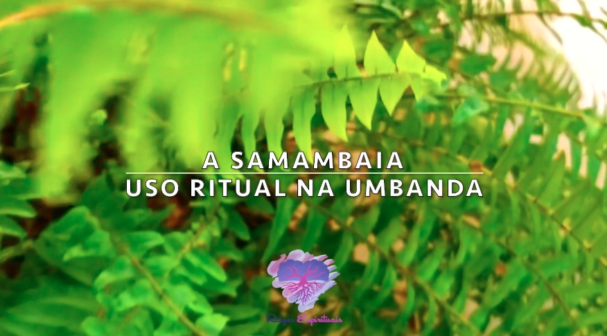 3 rituais poderosos com a Samambaia na Umbanda