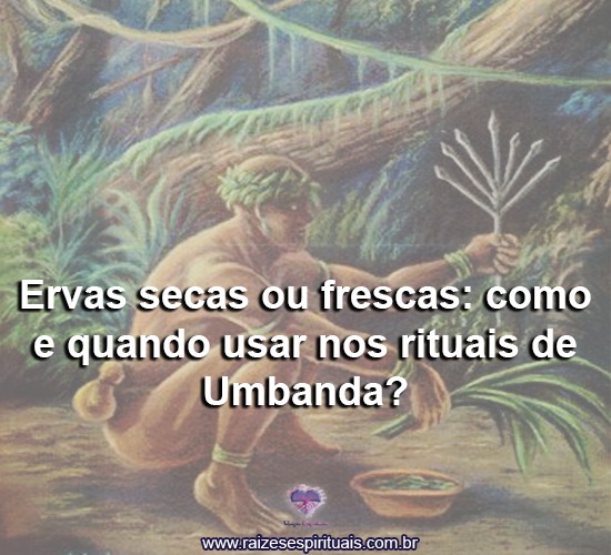 Ervas secas ou frescas: como e quando usar nos rituais de Umbanda?